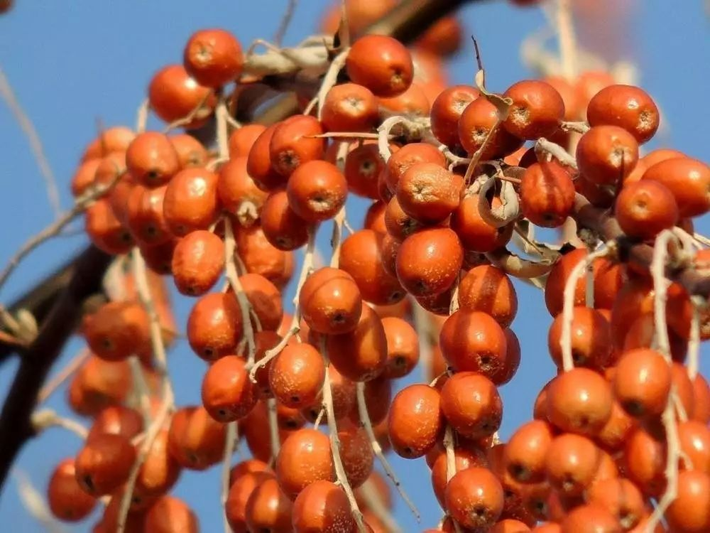 涼風(fēng)冷露早春天，雁鳴棗紅隴黔田