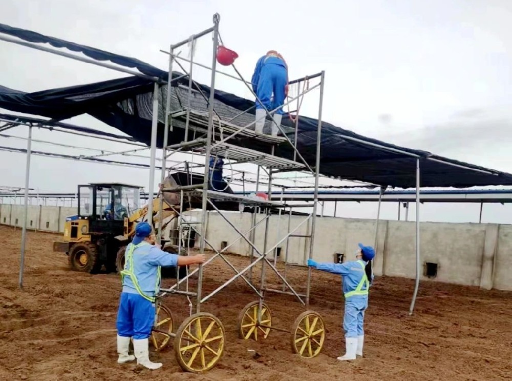 甘肅前進牧業(yè)石崗墩牧場搭建“涼棚”讓奶牛舒適度夏